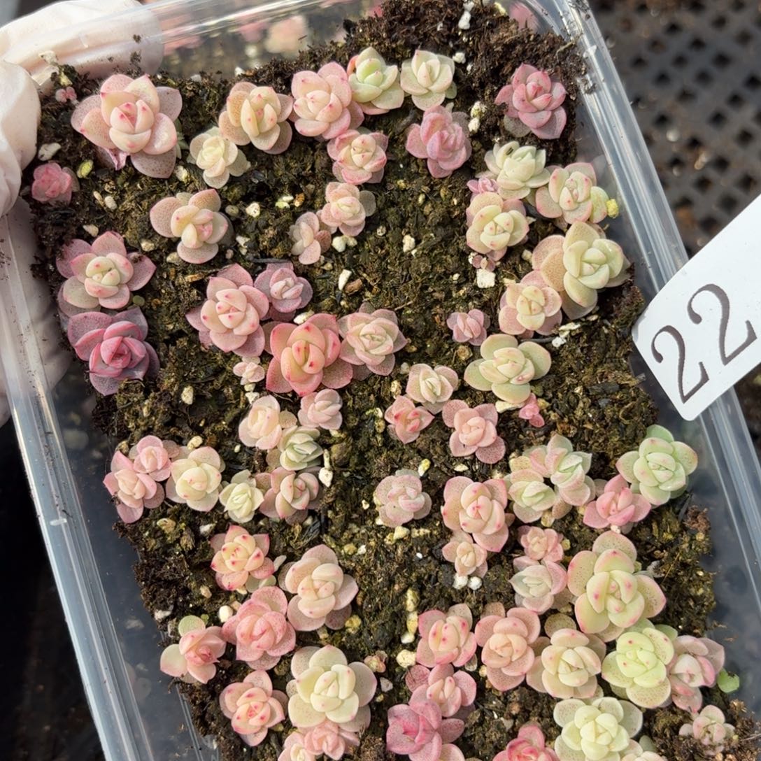 多肉植物多肉植物22