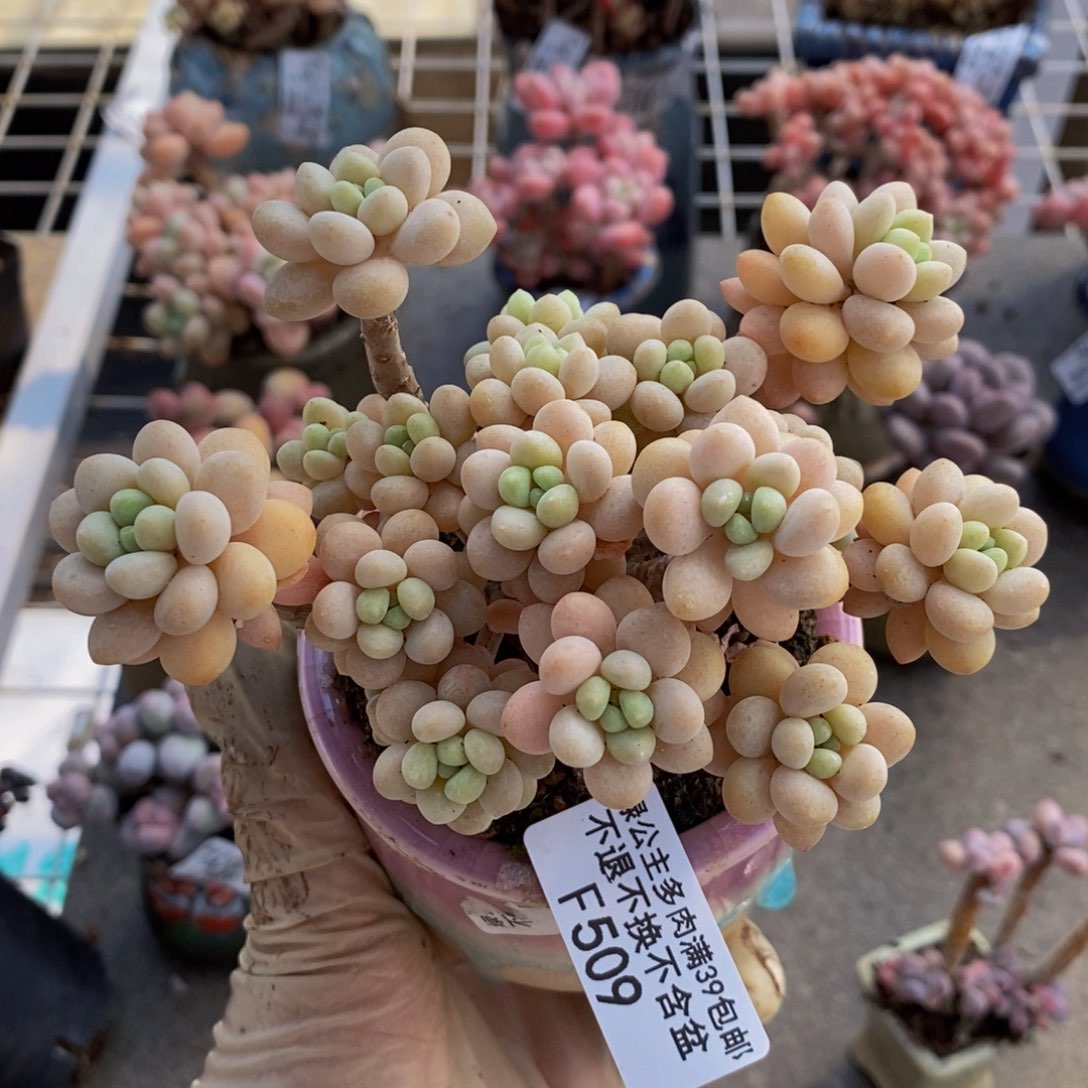 花朵鱼子酱509/10c m