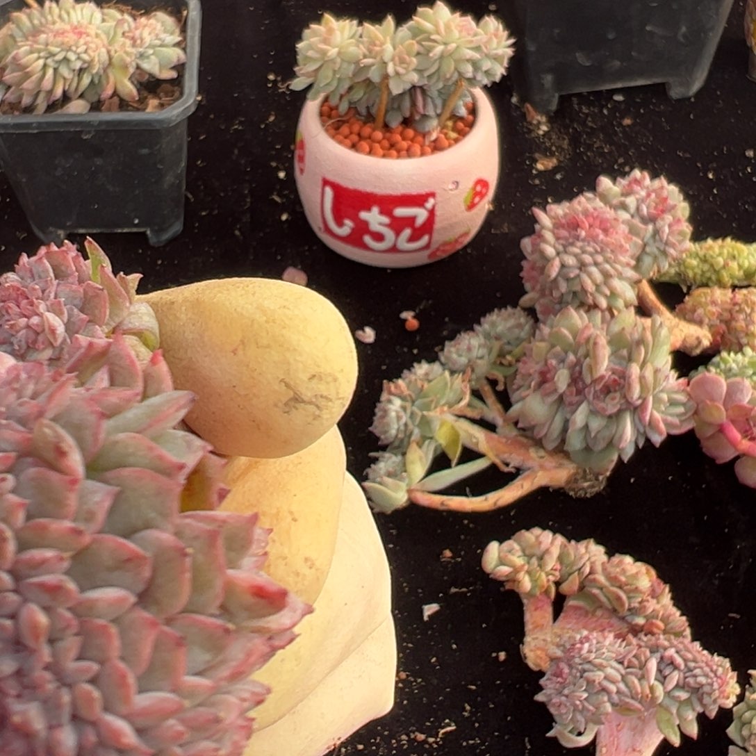 新年快乐 新年快乐