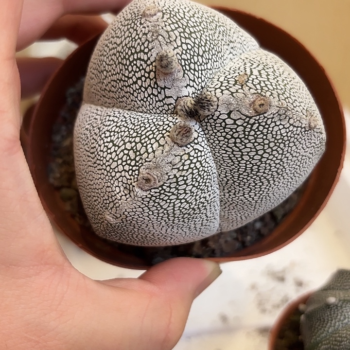 实生矮体品相如图