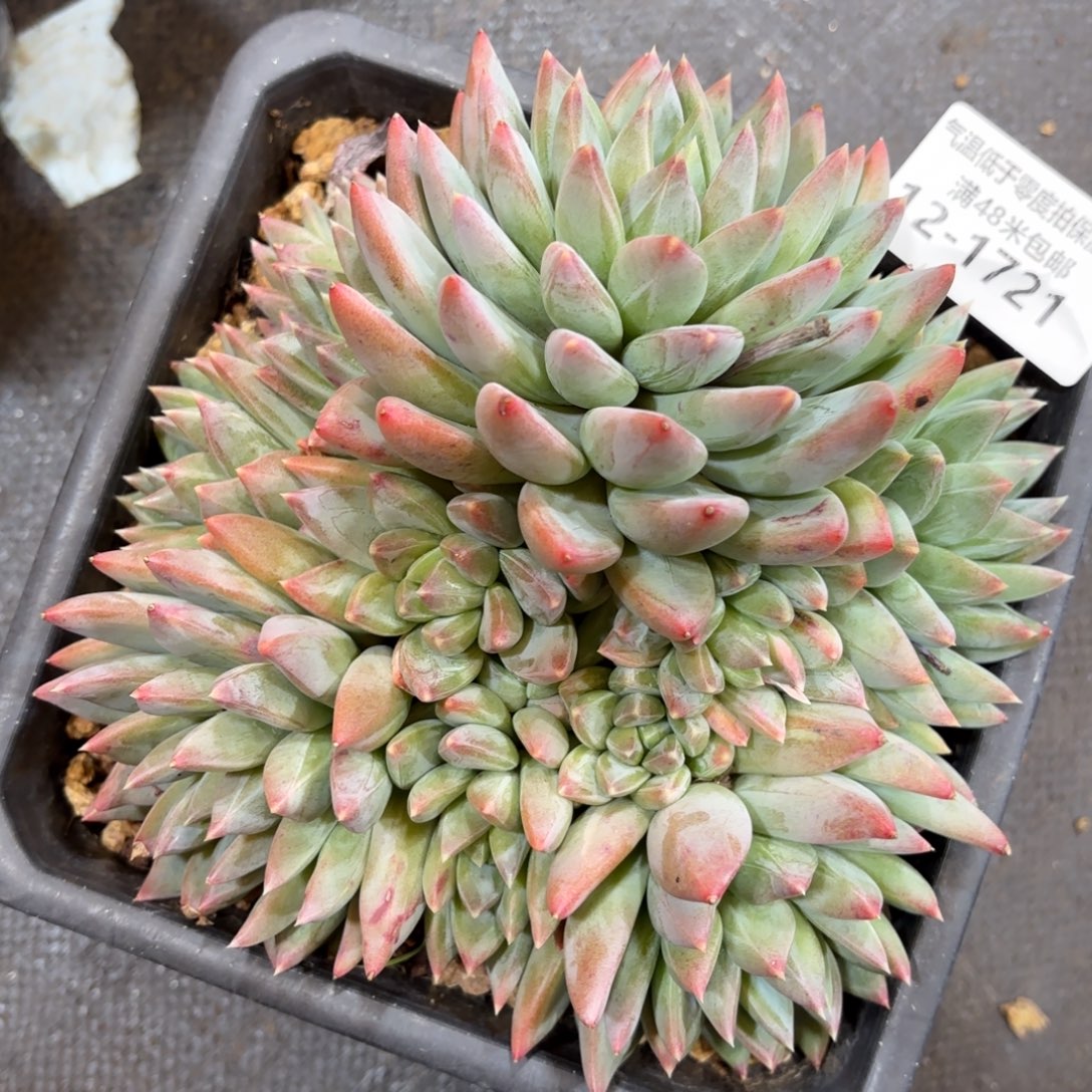 1721红蛋美人多肉植物