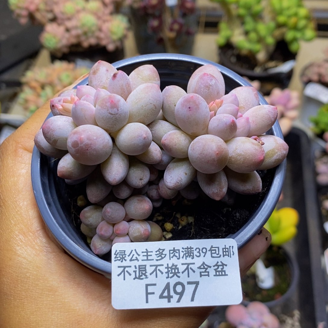 497香水手指奶多肉7c m