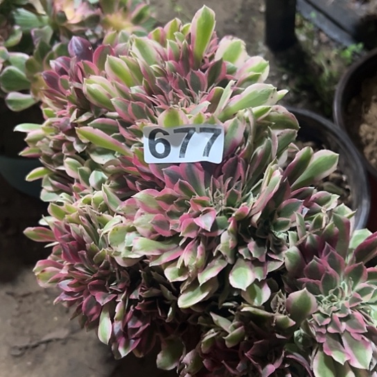 用***4多肉植物一个女巫677
