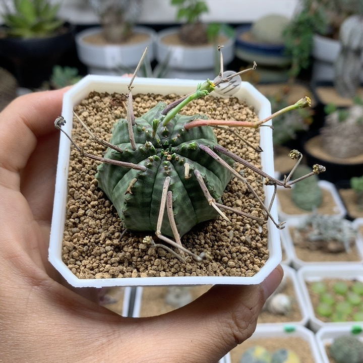 法丽达大戟脱土多肉