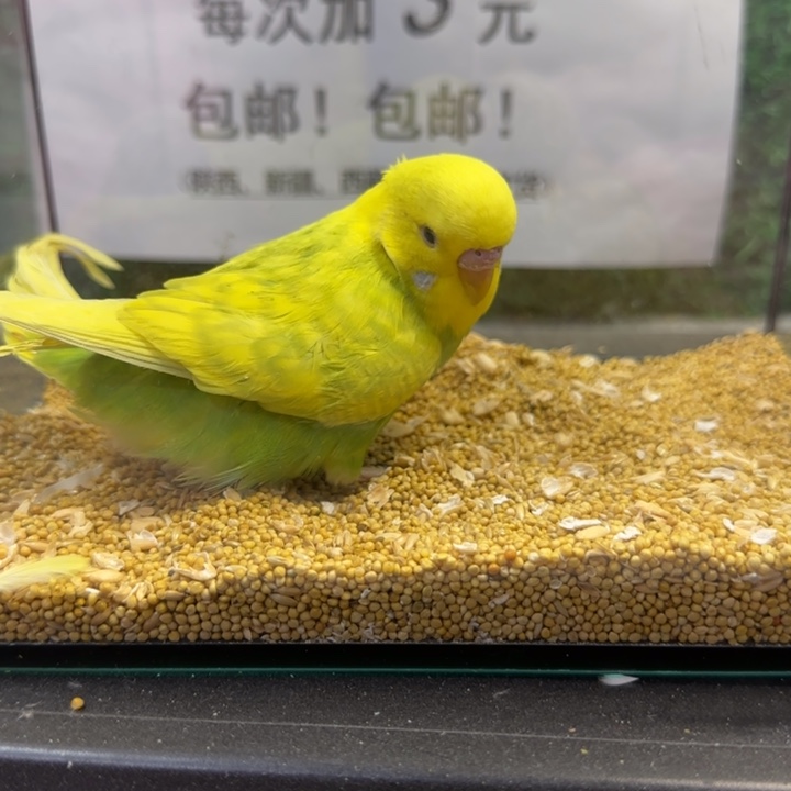 虎皮鹦鹉大头虎皮鹦鹉