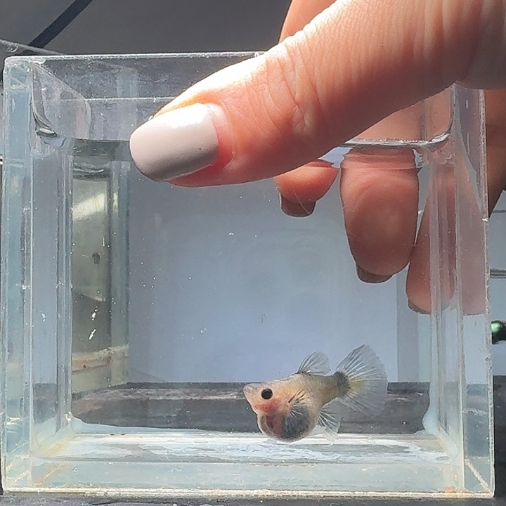 孔雀鱼蓝礼服玻璃体球1条孕母