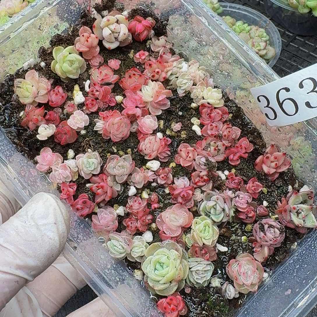 多肉植物多肉植物363