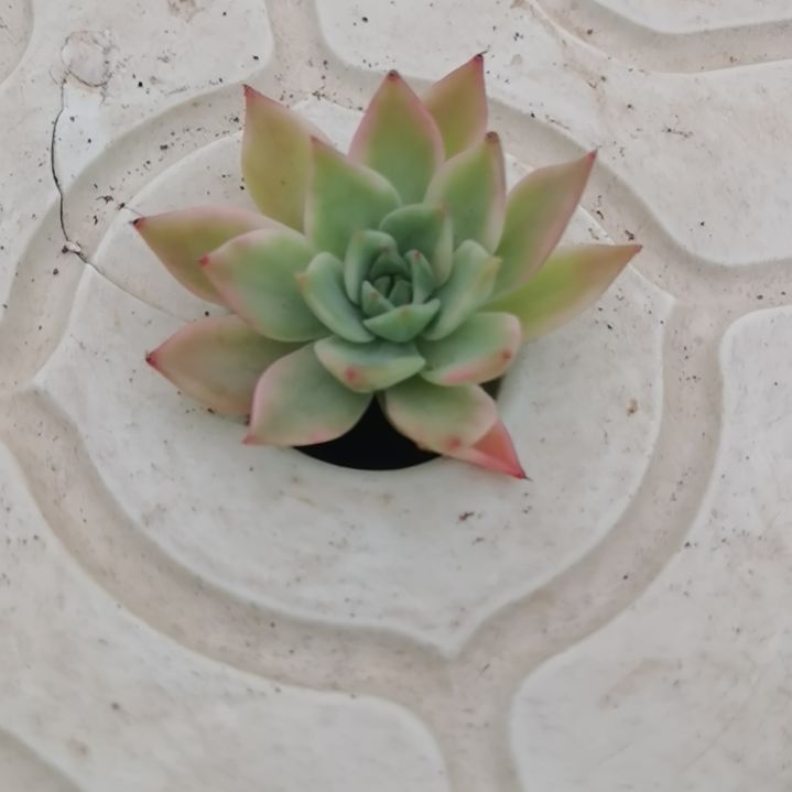 弗兰克白覆轮锦砍头