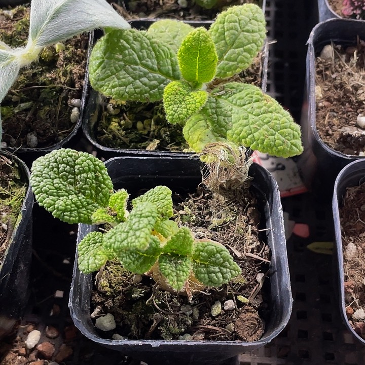 断崖王子带盆土发