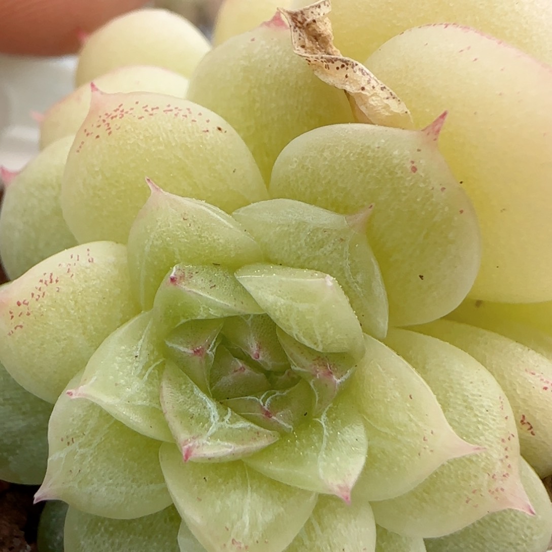 【闪购商品】0214-97优选麦杆