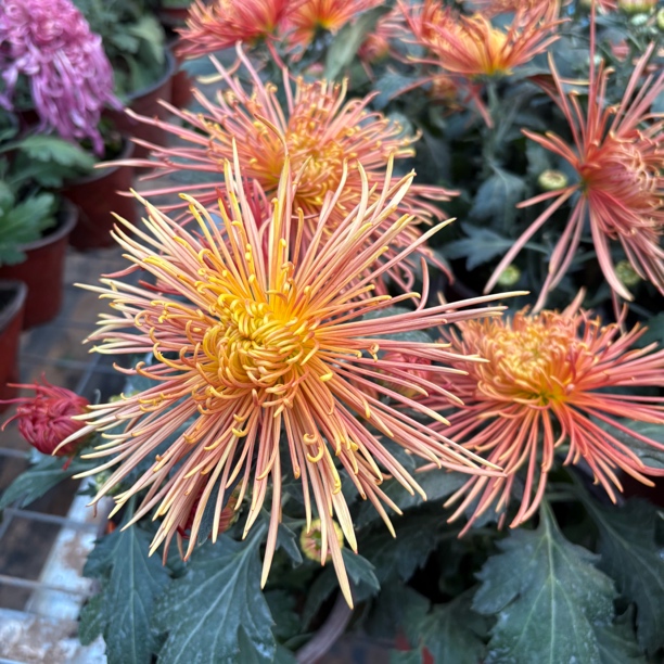 新品山海龙王国菊到手一盆