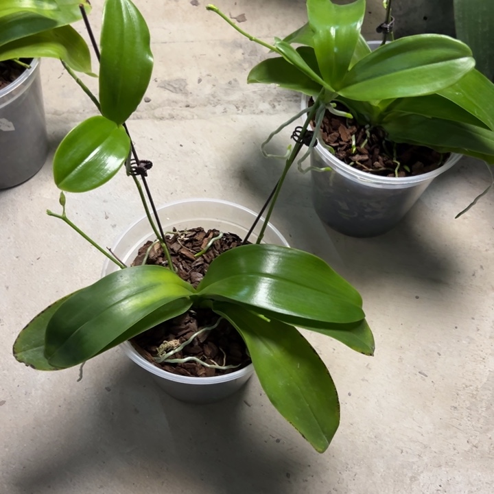 星***月不开花植物山採路德7寸