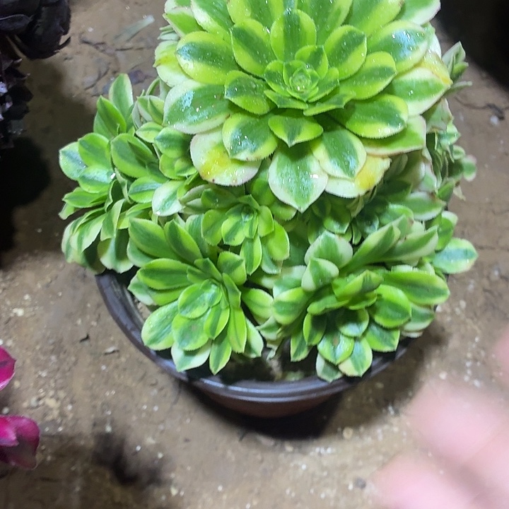 金丝翡翠一颗脱土10