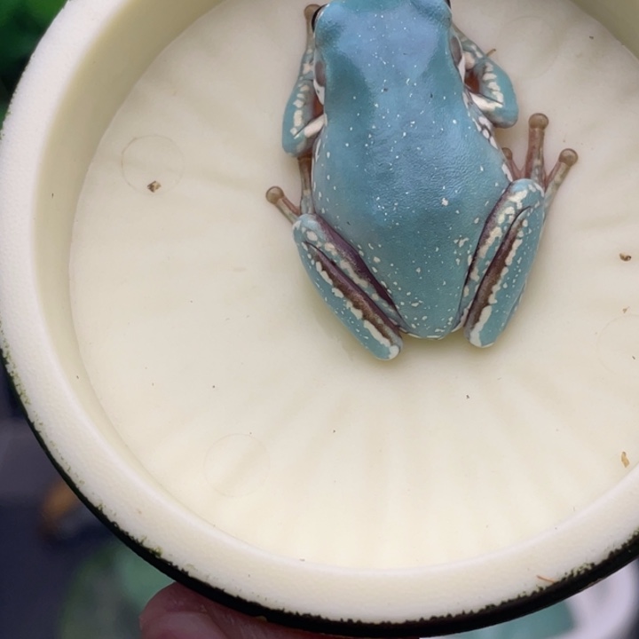 老爷树蛙15号薄荷蓝金腿