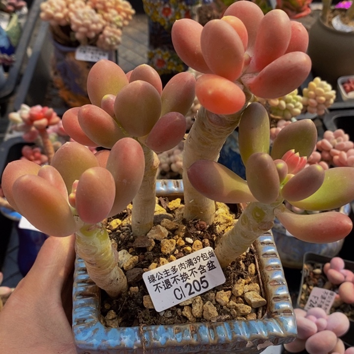 金蝉老桩205多肉植物