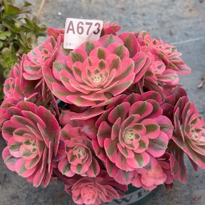 673女巫20厘米左右