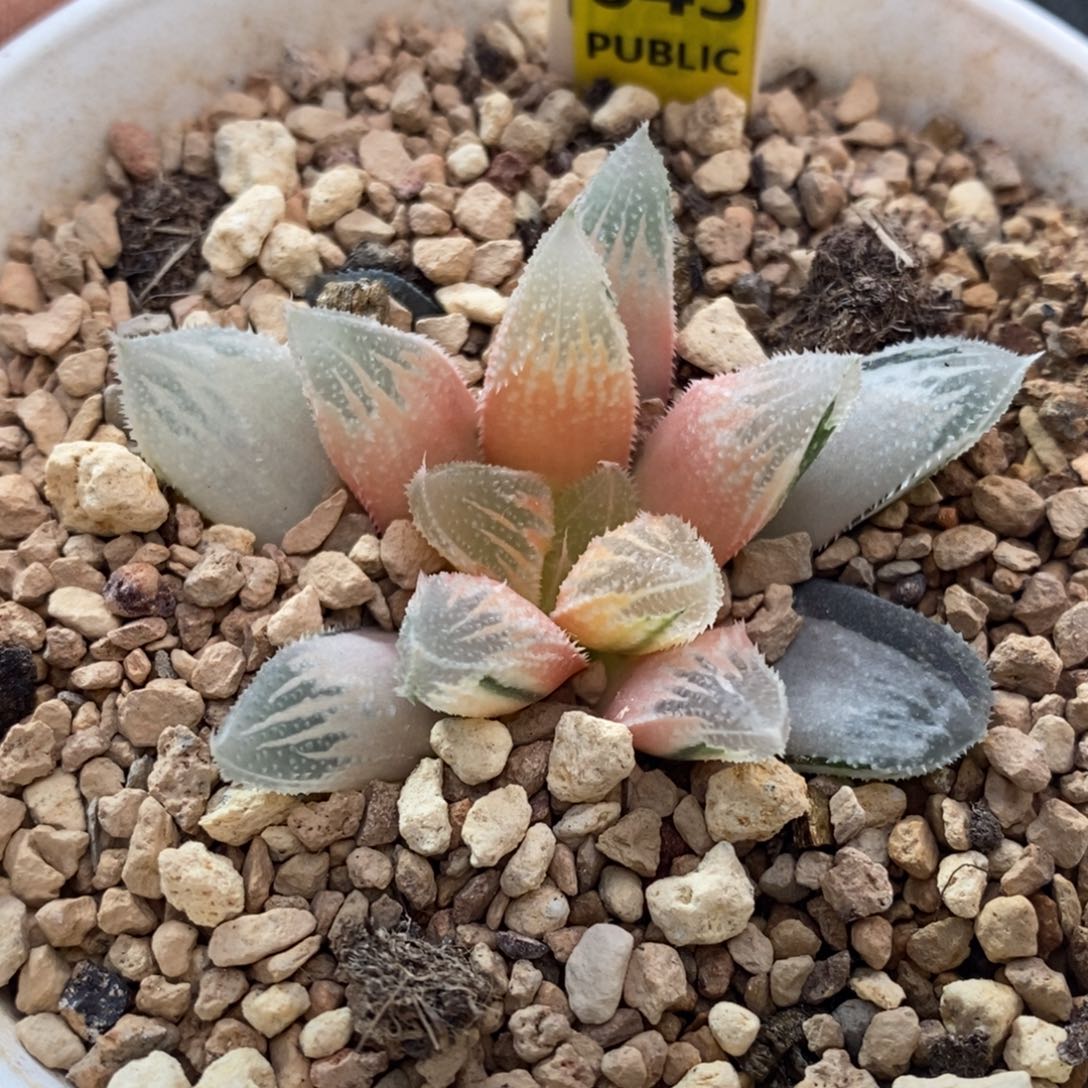 643号糊斑白帝城锦