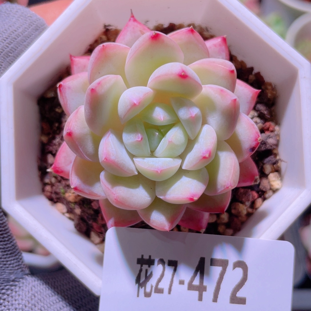 花利美27-472新品