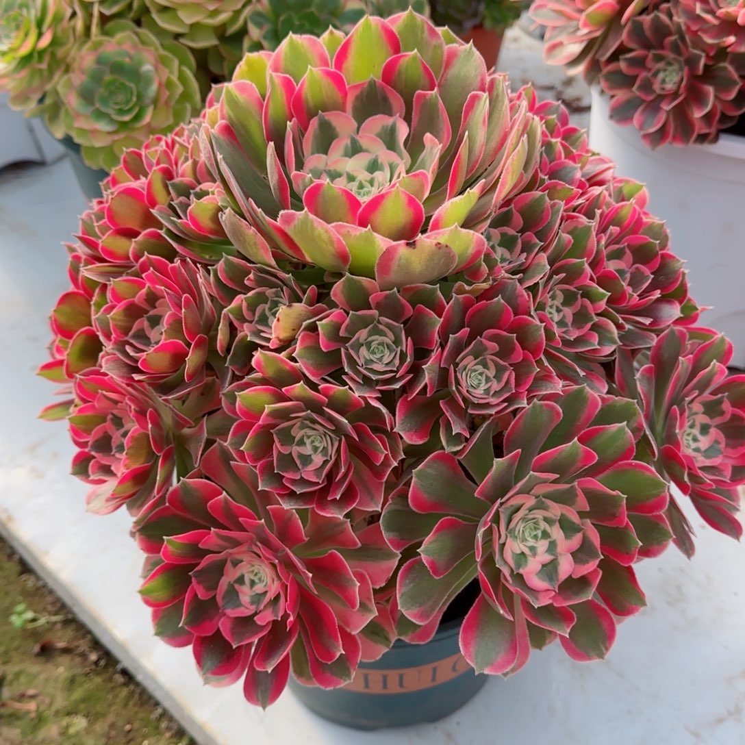 开****妖月，多肉植物生长