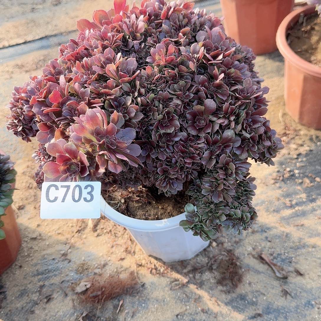 703玫瑰朵朵一颗呀呀有伤