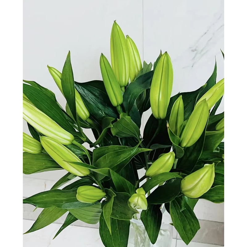 百合-云南鲜花基地发货 家用鲜切花 办公室水养