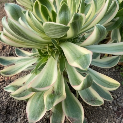 821青莲满25包邮多肉