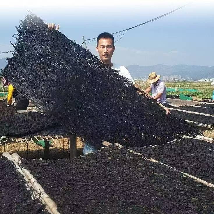 福建霞浦头水紫菜干货 野生500G克一斤无沙免洗紫菜汤海苔