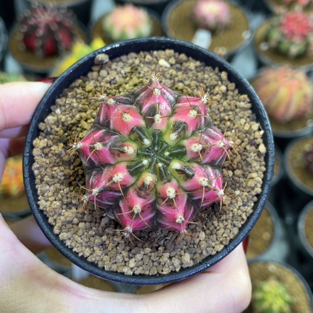 乌贼实生后000000038