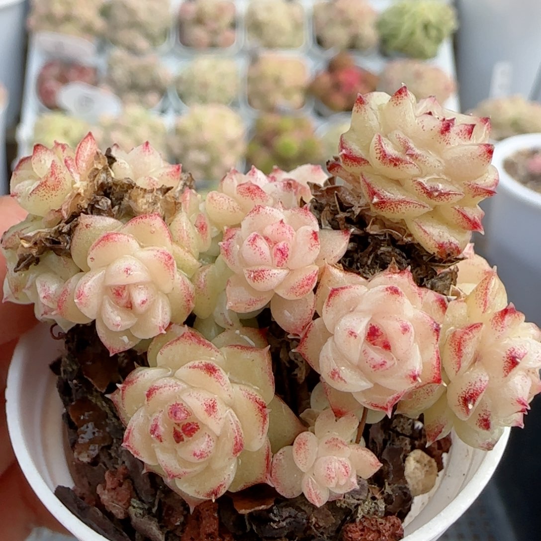 【闪购商品】0122-65糖心花朵麦杆