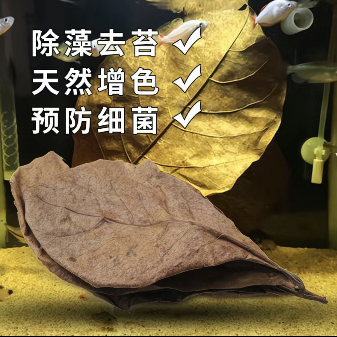 天然老树榄仁叶，稳定水质，斗鱼繁殖叶子