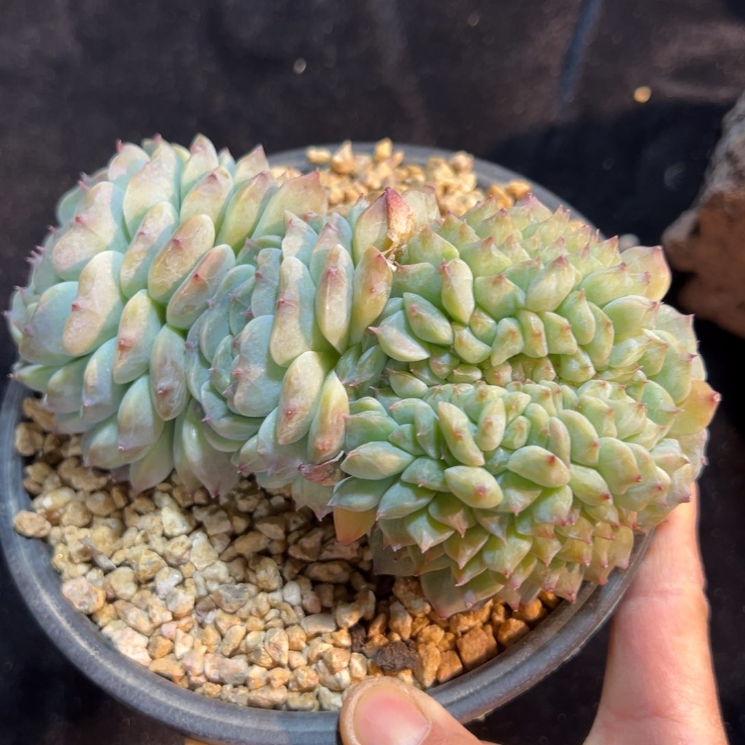 新年快乐 新年快乐 新年快乐