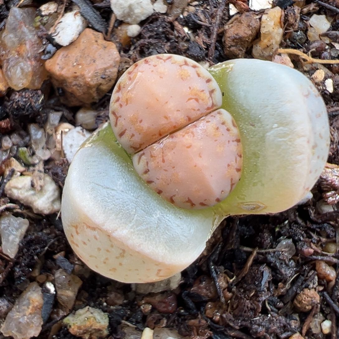 2.13好看的多肉263