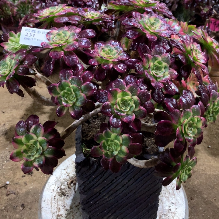 231红金刚多肉植物特价