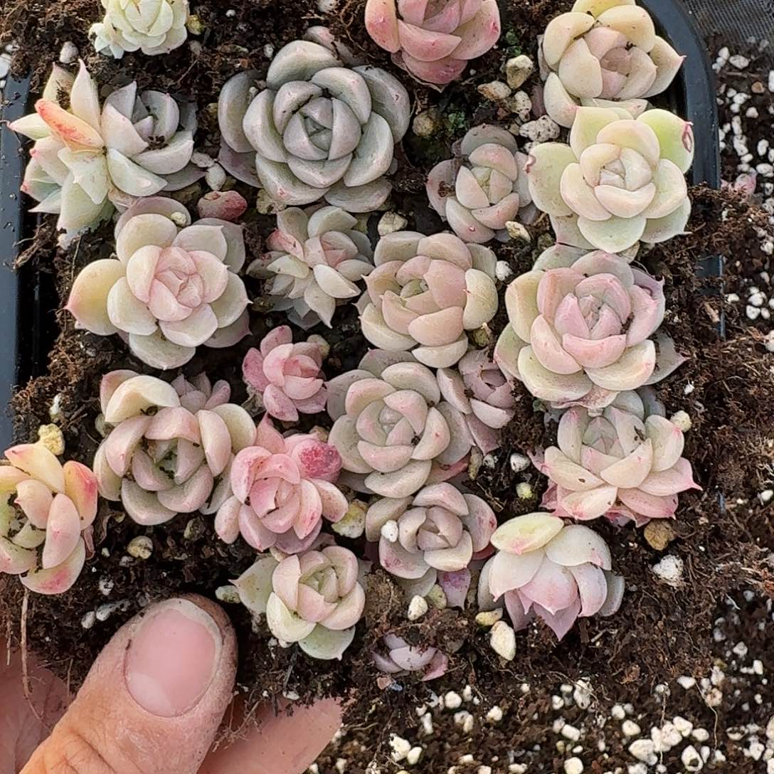 杂交新品珍妮多肉1065