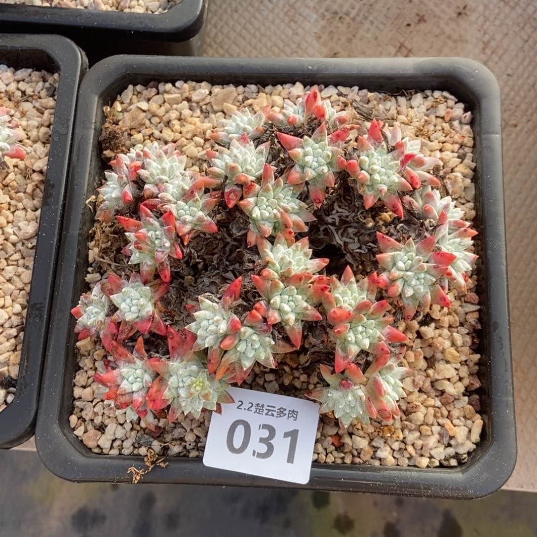 038多肉植物啦啦啦