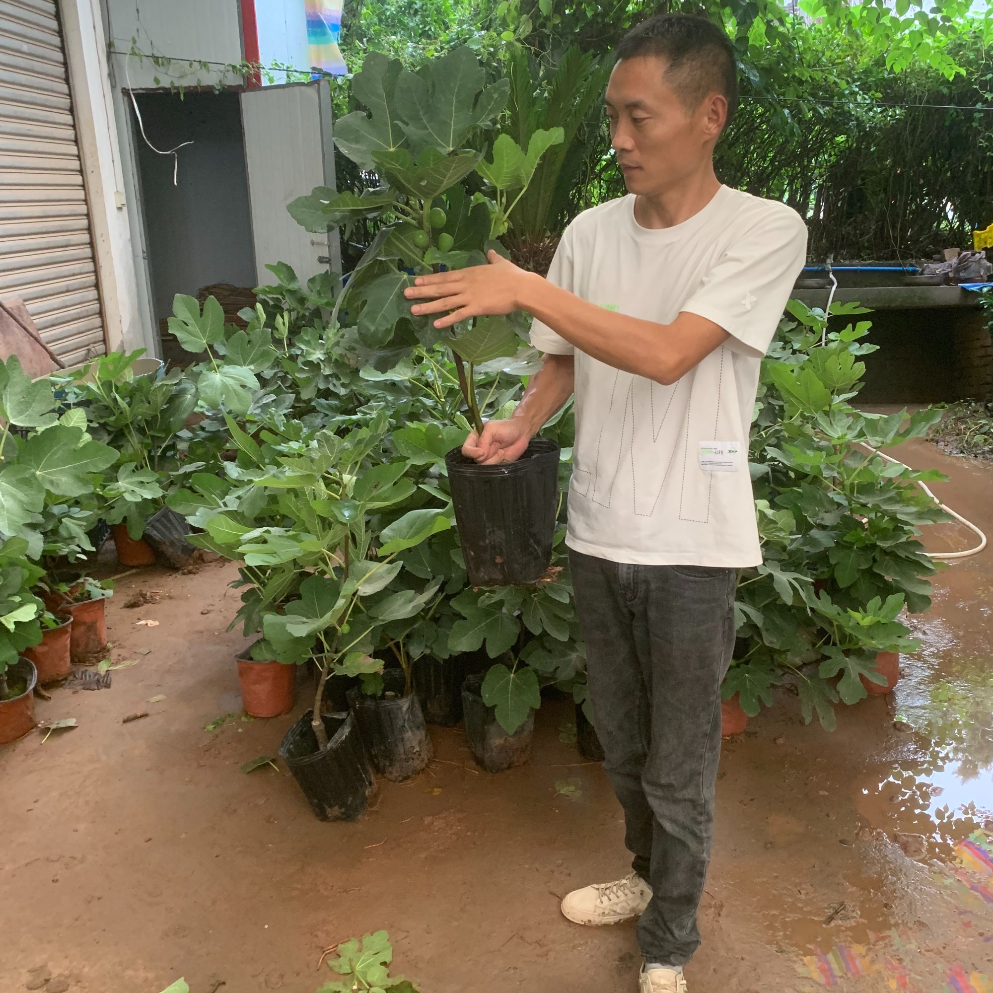 威海青皮无花果树苗地栽盆栽阳台庭院种植成都基地直发