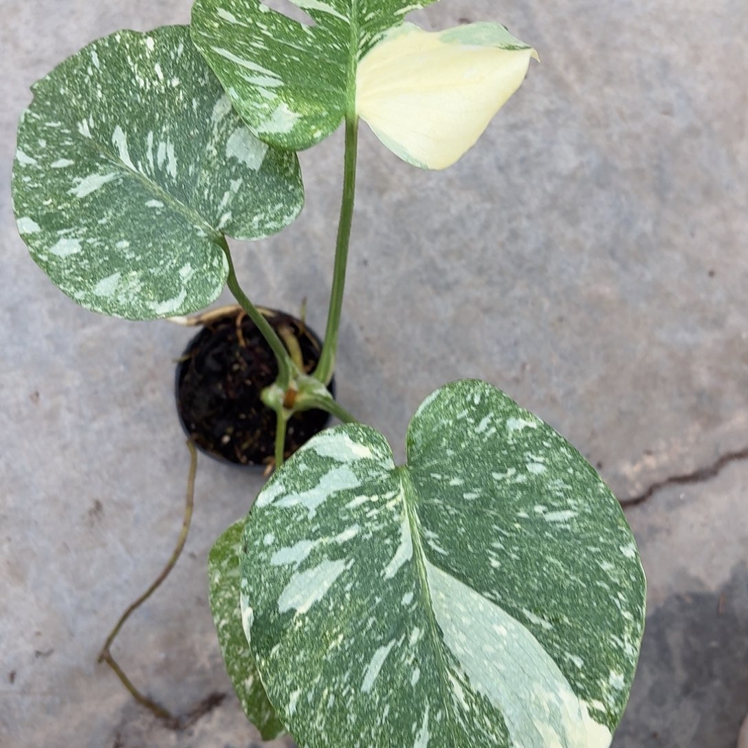 无花朵绿雪龟背竹