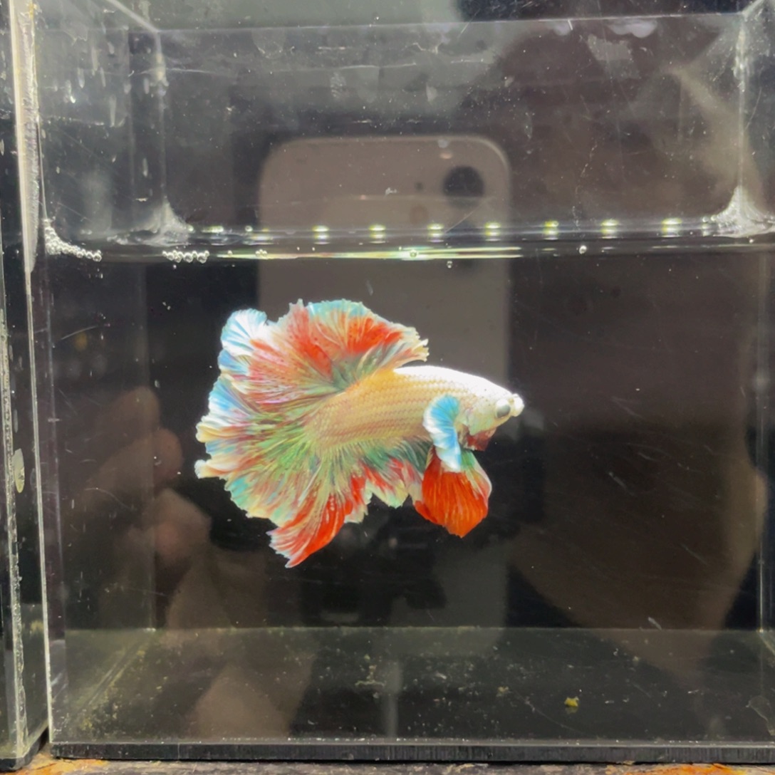 海水鱼啊哈哈哈哈哈啊453