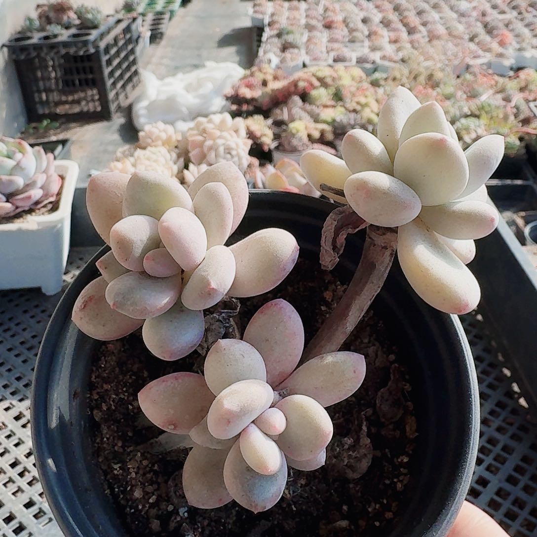 满20包邮零下拍保温箱