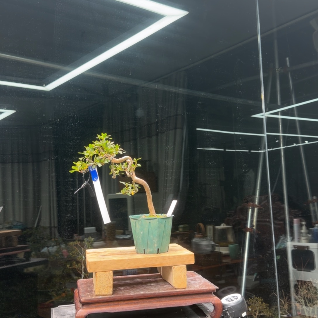 杰***杰无花朵花卉苗木花卉苗木