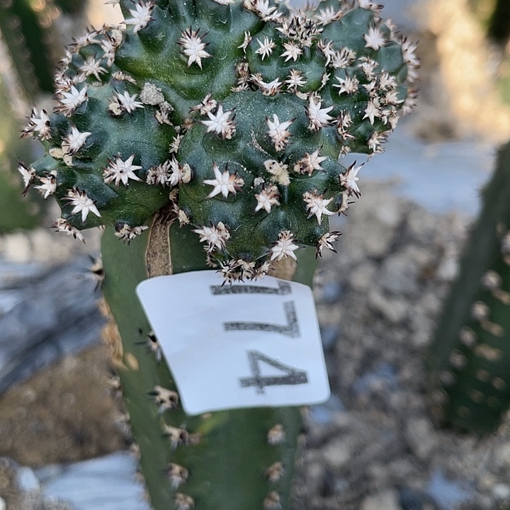 774号福利品 袖蒲苗接青花虾群