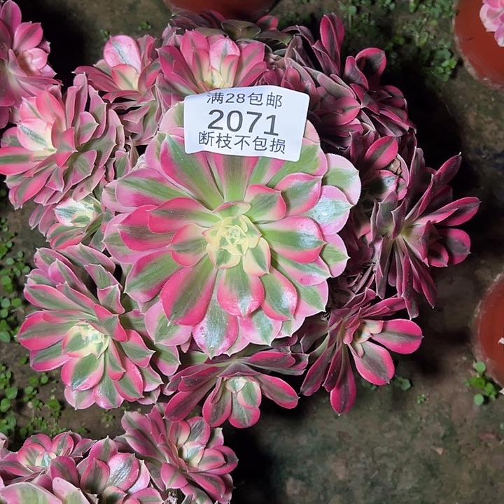 2071粉女巫多肉植物