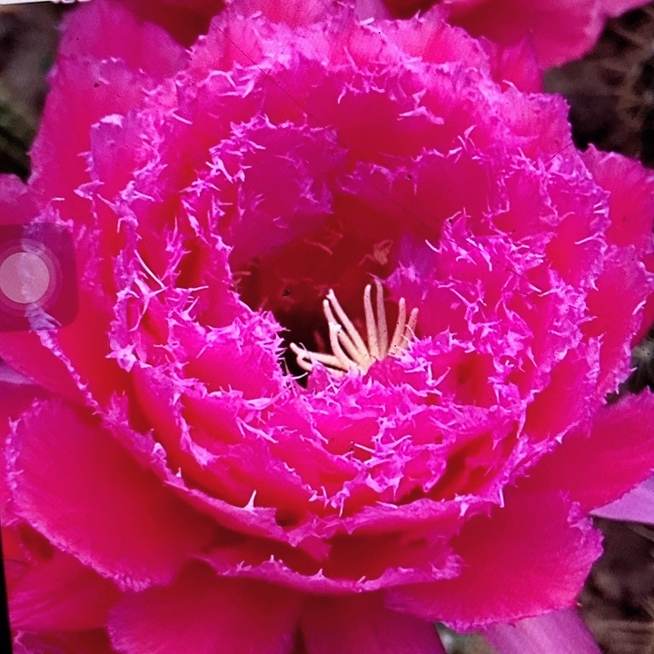 708带根7公分毛花柱