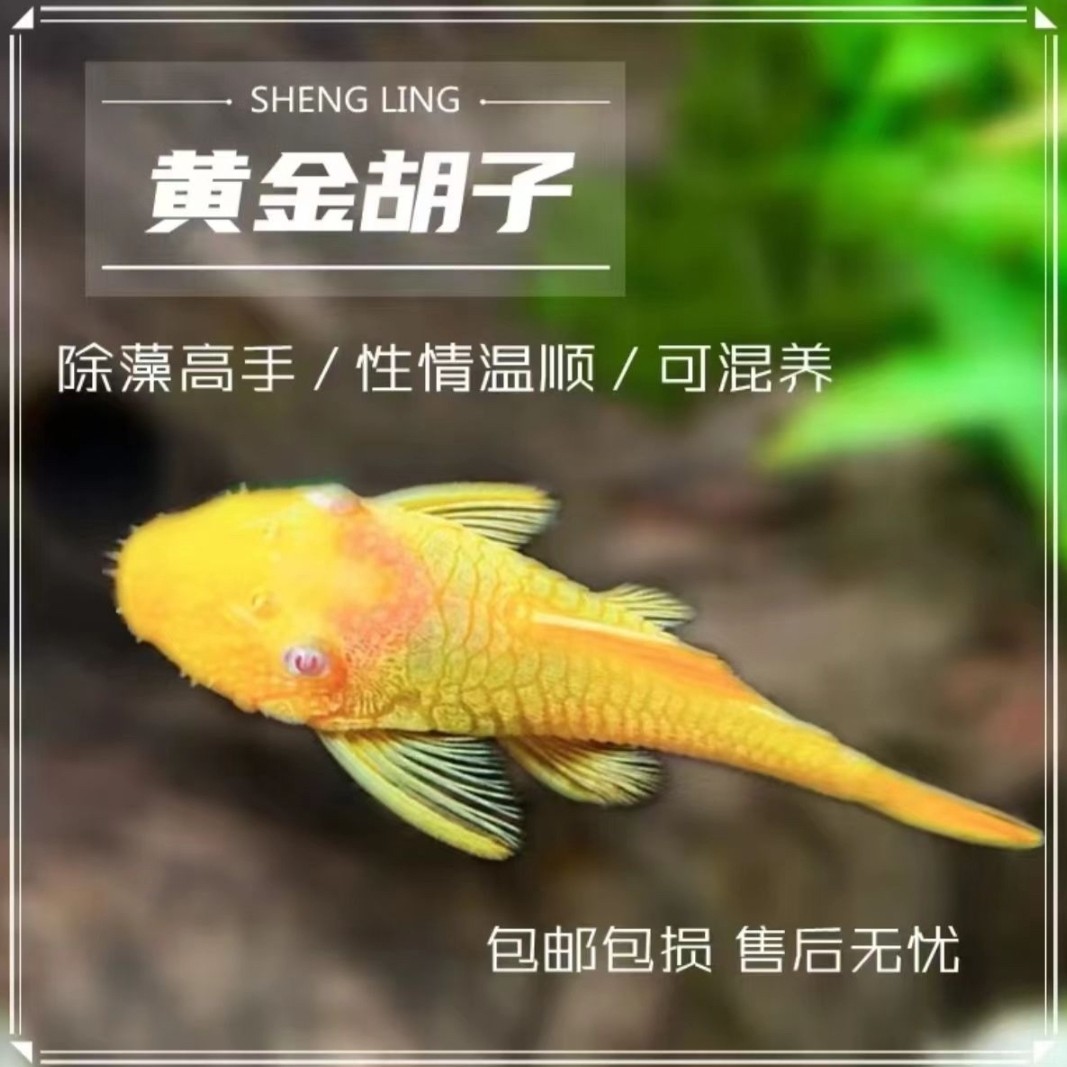 南美异形清洁鱼黄金胡子3CM  观赏性好清洁能力强(入缸后不包损)