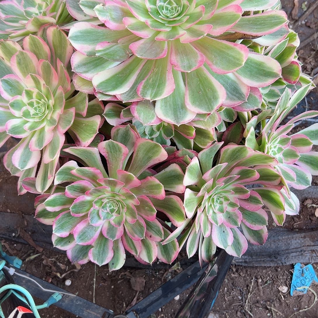 多肉植物多肉植物0615