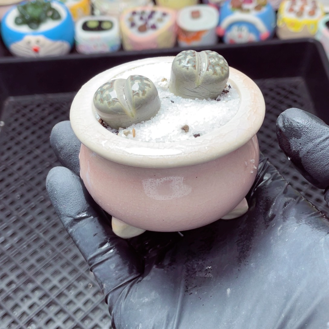 w5117--带盆土发货，零下地区拍保温箱