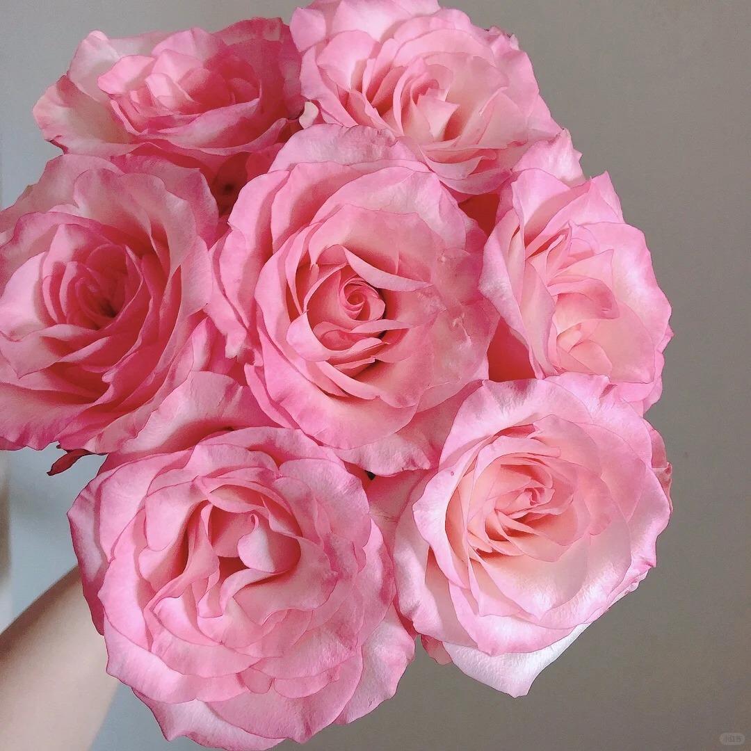 洋娃娃【植末-单头玫瑰】1单中通，3单顺丰冷链