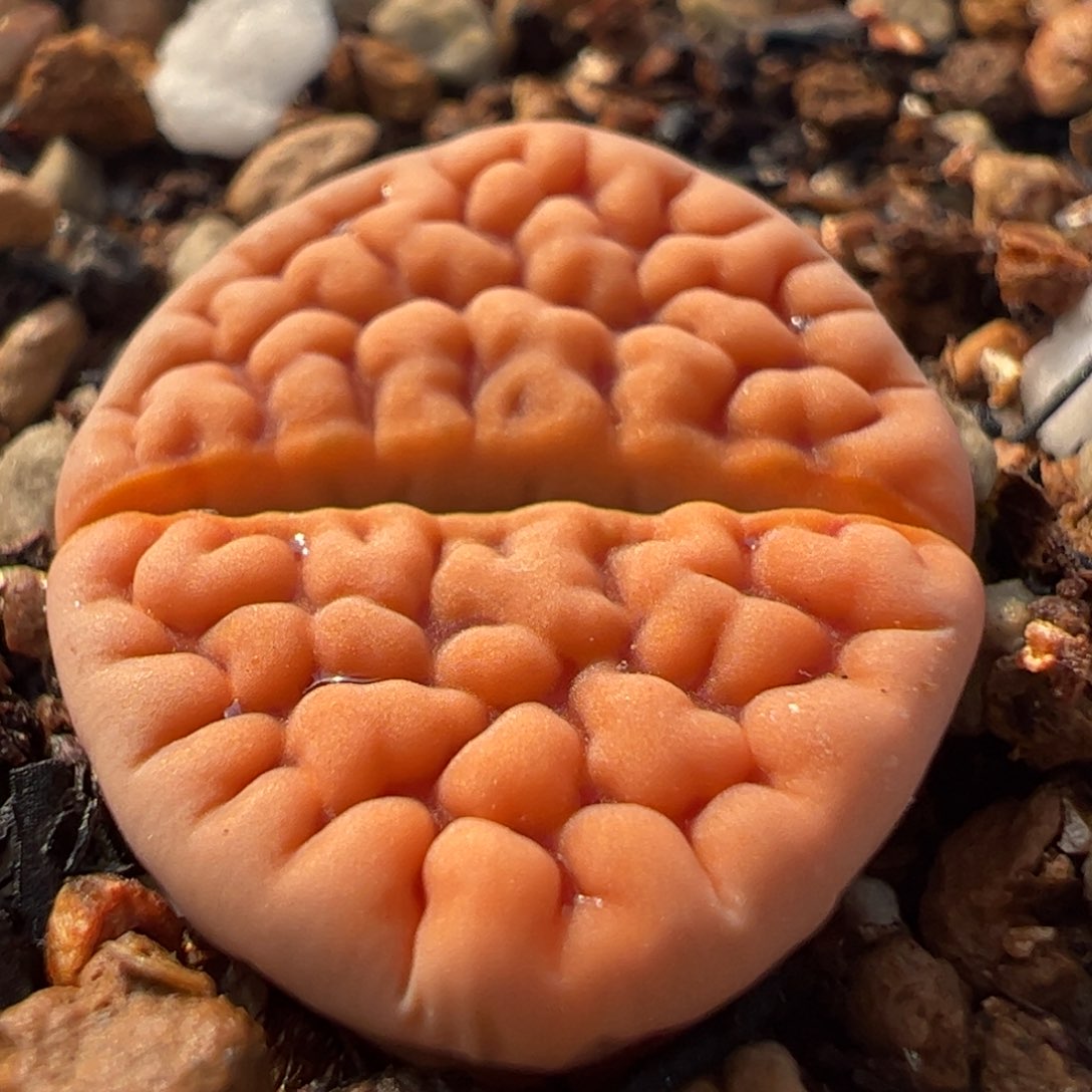 脑纹花纹带盆多肉植物