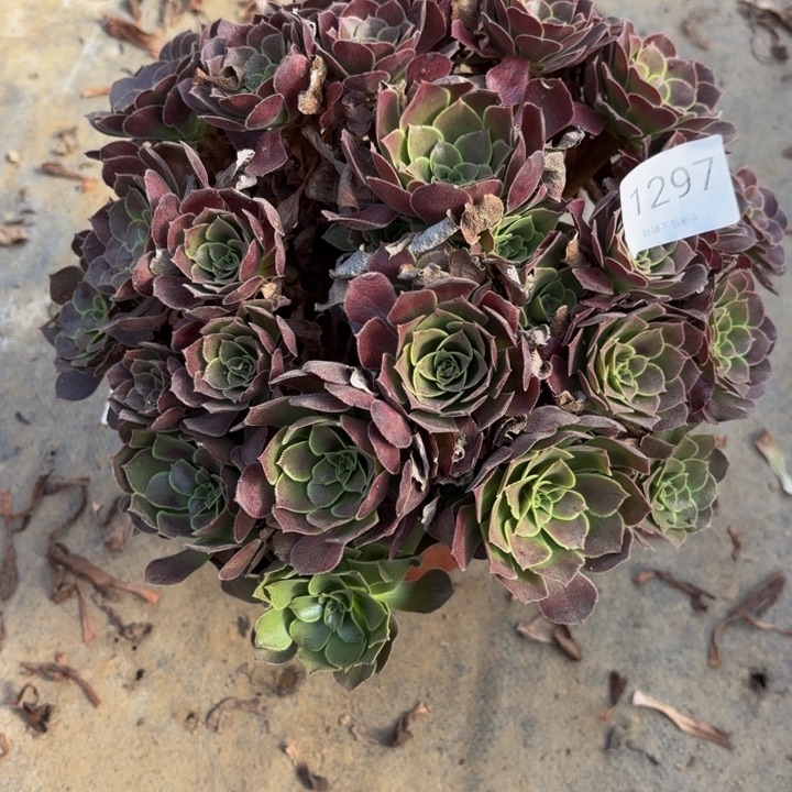 荷兰玫瑰处理不包断头多肉1297