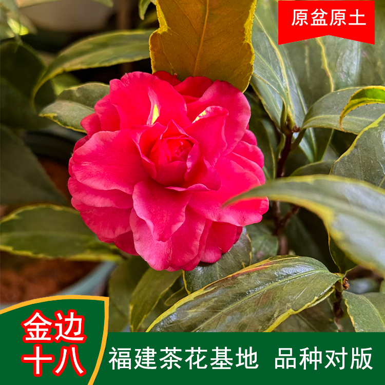 金边十八学士珍贵山茶花盆栽带花苞花卉室内外好养四季开花耐寒